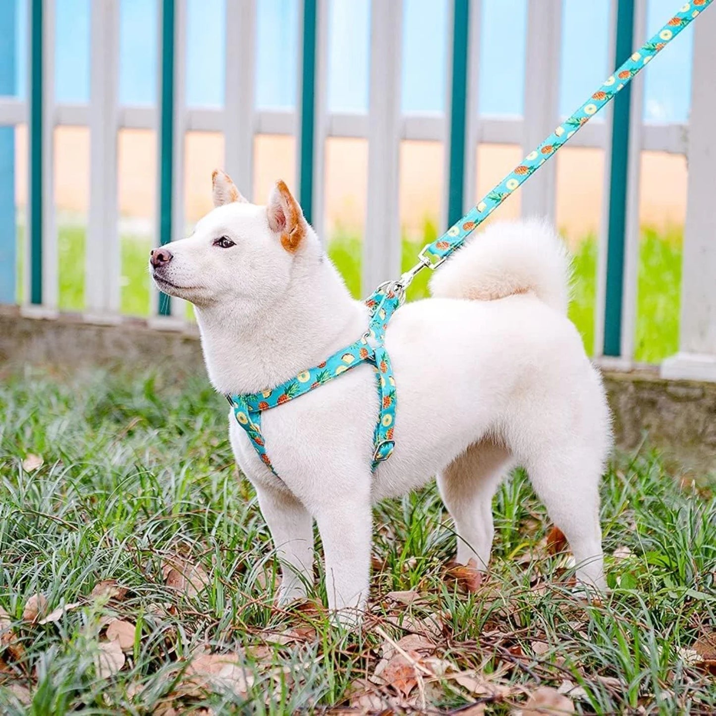 Small Medium Adjustable Heavy Duty No Pull Vest Harness and Leash Set Comfortable Design